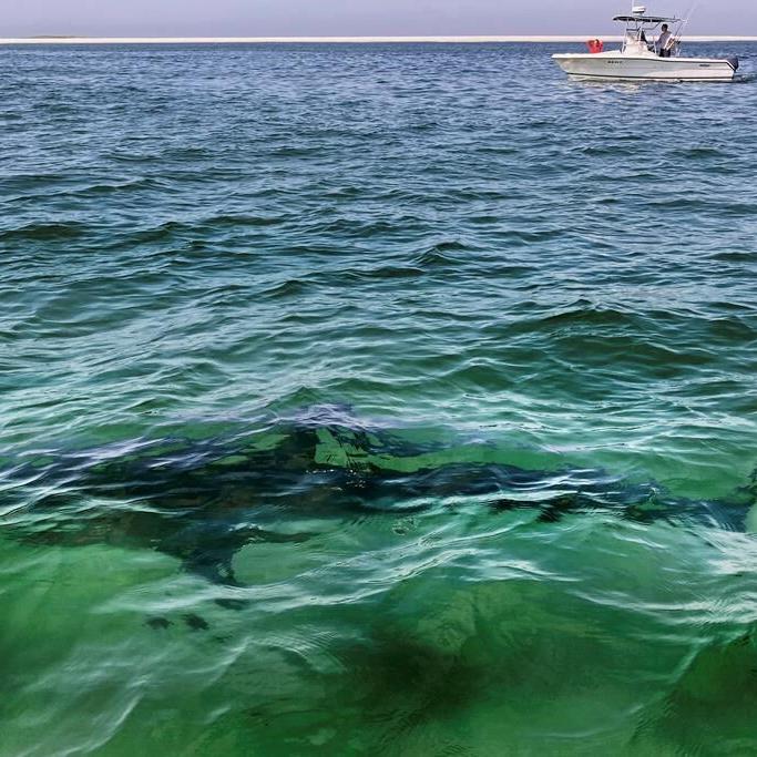 Rise in fishing-related shark deaths worldwide despite more anti-finning laws: study
